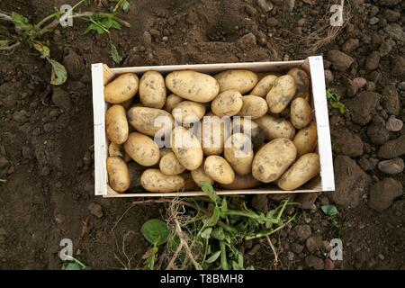 France, Pyrénées Orientales, Palau del Vidre, Ormeno Joel, producteur de pommes de terre Béa du Roussillon, la collecte manuelle des pommes de terre dans des serres Banque D'Images