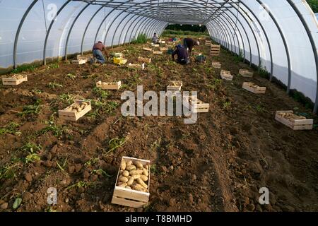 France, Pyrénées Orientales, Palau del Vidre, Ormeno Joel, producteur de pommes de terre Béa du Roussillon, la collecte manuelle des pommes de terre dans des serres Banque D'Images