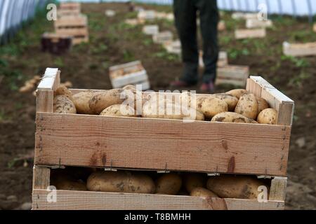 France, Pyrénées Orientales, Palau del Vidre, Ormeno Joel, producteur de pommes de terre Béa du Roussillon, la collecte manuelle des pommes de terre dans des serres Banque D'Images