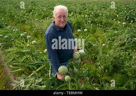 France, Pyrenees Orientales, Canet-en-Roussillon, portrait de Sanchez Jose Marie, agriculteur, artichauts de Roussillon (IGP), la récolte de l'artichaut du Roussillon Banque D'Images