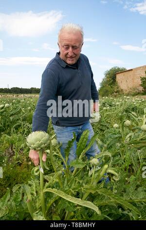 France, Pyrénées Orientales, Torreilles, Sanchez Jose Marie, agriculteur, artichauts de Roussillon (IGP), la récolte de l'artichaut du Roussillon Banque D'Images