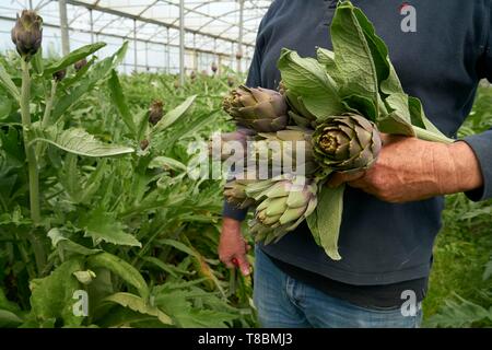 France, Pyrénées Orientales, Torreilles, Sanchez Jose Marie, agriculteur, artichauts de Roussillon (IGP), la récolte d'artichaut violet dans la serre Banque D'Images