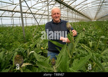 France, Pyrenees Orientales, Canet-en-Roussillon, portrait de Sanchez Jose Marie, agriculteur, artichauts de Roussillon (IGP), la récolte d'artichaut violet dans la serre Banque D'Images