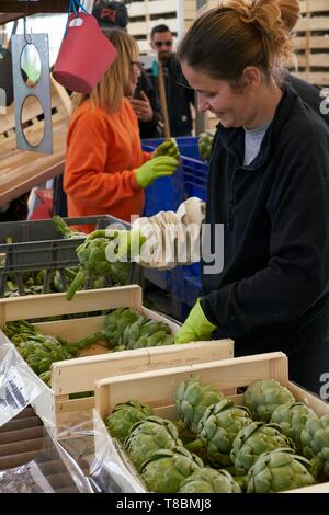 France, Pyrénées Orientales, Torreilles, Sanchez Jose Marie, agriculteur, artichauts de Roussillon (IGP), les artichauts sont triés et emballés dans les caisses Banque D'Images