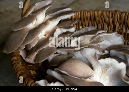 La France, l'Aveyron, Monteils, Carles ferme, Nicolas Carles producteur de pleurotes (Pleurotus ostreatus) Banque D'Images