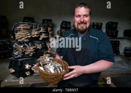 La France, l'Aveyron, Monteils, Carles ferme, Nicolas Carles producteur de pleurotes (Pleurotus ostreatus) Banque D'Images