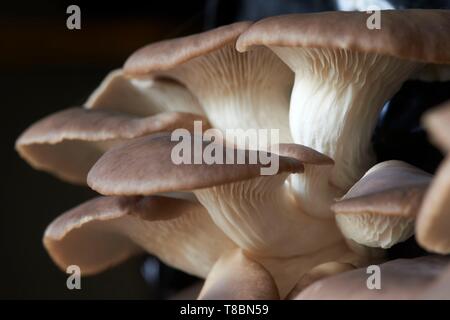 La France, l'Aveyron, Monteils, Carles ferme, Nicolas Carles producteur de pleurotes (Pleurotus ostreatus) Banque D'Images