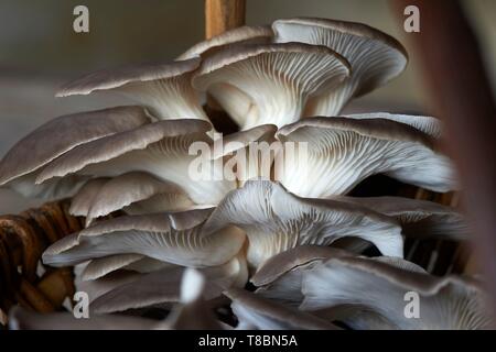 La France, l'Aveyron, Monteils, Carles ferme, Nicolas Carles producteur de pleurotes (Pleurotus ostreatus) Banque D'Images