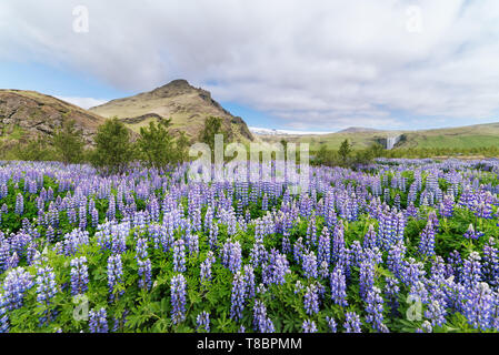 Lupin en fleurs. Paysage de l'Islande avec fleurs et montagne. Situé à proximité de cascade de Skogafoss Banque D'Images