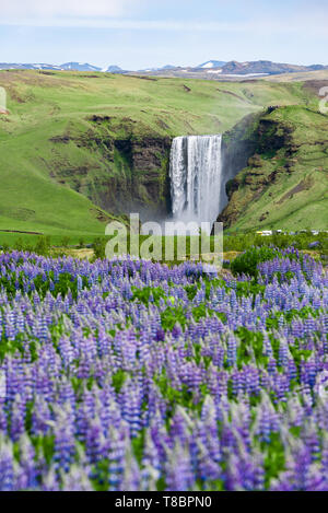 Cascade de Skogafoss, Islande. Paysage d'été de fleurs de lupin. Beauté dans la nature Banque D'Images