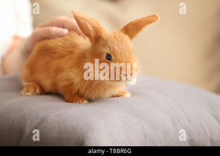 Caressant fluffy bunny femme mignon à la maison Banque D'Images