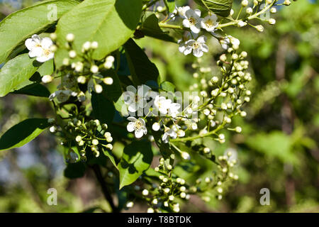 Vue rapprochée des nouveaux boutons de fleurs blanches et de fleurs sur un arbre de la cerise rouge Canada au printemps Banque D'Images