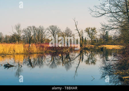 La Vallée de Biebrza (Pologne). Étang près de forteresse Osowiec historique. Banque D'Images