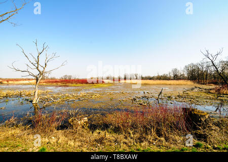 La Vallée de Biebrza (Pologne). Étang près de forteresse Osowiec historique. Banque D'Images