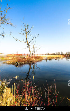 La Vallée de Biebrza (Pologne). Étang près de forteresse Osowiec historique. Banque D'Images