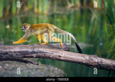 Singe-écureuil commun marche sur une branche d'arbre au-dessus de l'eau Banque D'Images