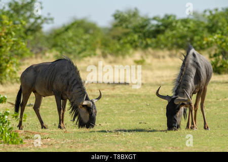 Gnou commun - Connochaetes taurinus, antilope commune de savanes africaines et les prairies, Etosha National Park, Namibie. Banque D'Images