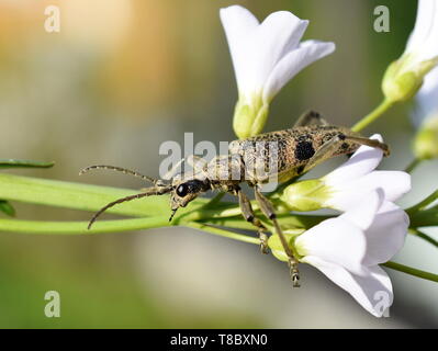 Rhagium mordax épinoche tachetée d'une pince beetle sur une fleur Banque D'Images