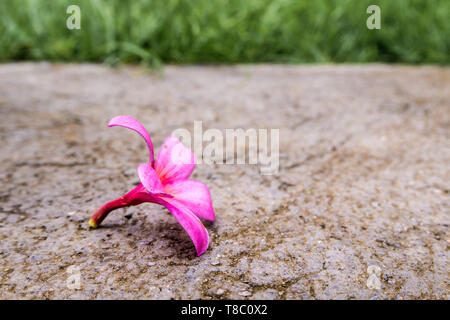 Frangipani rose fleurs de l'automne sur un sol en béton Banque D'Images