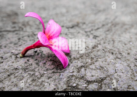 Frangipani rose fleurs de l'automne sur un sol en béton Banque D'Images