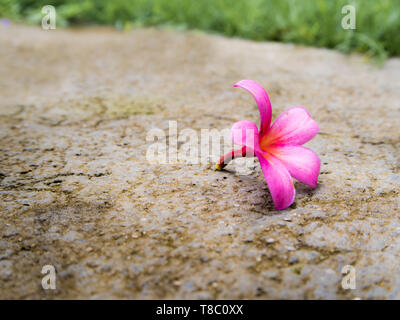 Frangipani rose fleurs de l'automne sur un sol en béton Banque D'Images