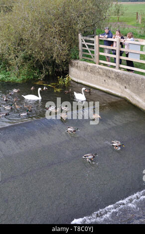 Les canards et cygnes attendent d'être nourris à un barrage sur la rivière Stour près de Bournemouth, Dorset. Banque D'Images