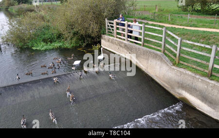 Les canards et cygnes attendent d'être nourris à un barrage sur la rivière Stour près de Bournemouth, Dorset. Banque D'Images