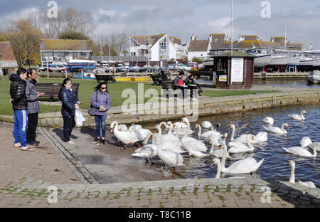 Un groupe de personnes d'Asie nourrir les cygnes tuberculés à Christchurch Christchurch Dorset, Quay, Banque D'Images