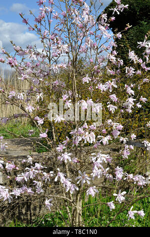 Un magnolia à la Cour Jardin, Holt, près de Bradford-on-Avon, Wiltshire Banque D'Images