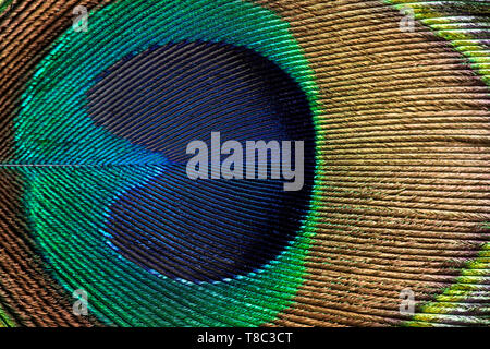 Plume de paon close up Banque D'Images