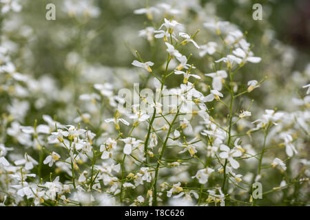 L'Arabis procurrens 'Glacier' diffusion rock cress fleurs, famille : Brassicaceae Banque D'Images