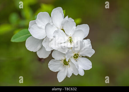 Exochorda racemosa Pearlbush blooming flower, rose famille : Rosaceae, région : la Chine et le Japon Banque D'Images