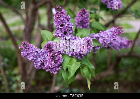 Fleurs lilas commun Syringa vulgaris, famille des olives oléacées, région : originaire de la péninsule des Balkans. Banque D'Images