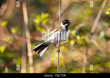 Reed bunting mâle ( Emberiza schoeniclus), East Sussex, UK Banque D'Images