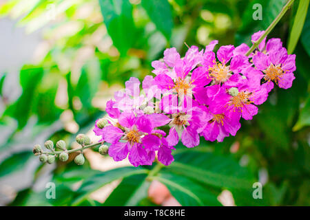 Inthanin, Imprimeur de la fleur, grand arbre avec de belles fleurs violettes et coque dure graines brun foncé. Banque D'Images