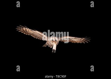 Tawny owl (Strix Aluco enr) vole de nuit avec un campagnol roussâtre (Clethrionomys glareolus) dans son bec, Rhénanie du Nord-Westphalie, Allemagne Banque D'Images