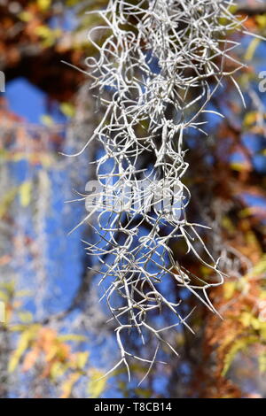 Plante épiphyte Tillandsia usneoides mousse espagnole accrochée à un arbre Banque D'Images