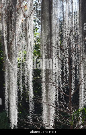 Plante épiphyte Tillandsia usneoides mousse espagnole accrochée à un arbre Banque D'Images