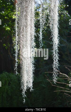 Plante épiphyte Tillandsia usneoides mousse espagnole accrochée à un arbre Banque D'Images