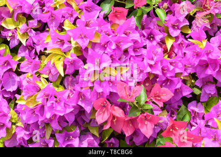 Fleurs de bougainvilliers est un genre de plantes grimpantes, d'arbustes ornementaux épineux, arbres et fleurs de printemps avec des feuilles près de ses fleurs Banque D'Images