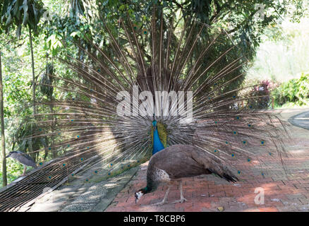 Peacock sont dispersés dans le parc à Kuala Lumpur, Malaisie Banque D'Images