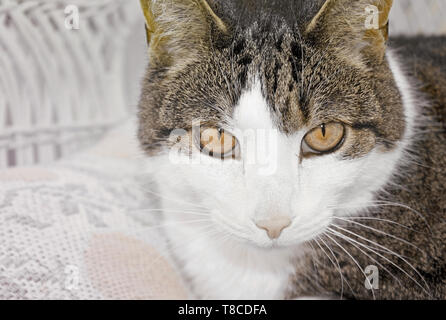 Close up visage d'un beau chat avec les yeux d'un brun intense Banque D'Images