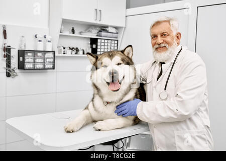 Personnes âgées genre docteur hugging, posant avec un malamute d'Alaska. Grand chien couché sur le tableau blanc dans le cabinet médical. Cheerful doctor avec barbe grise looking at camera, souriant. Banque D'Images