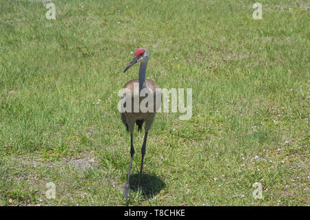 Une seule photographie Floride adultes dune Craneantigone canadensis grand oiseau animal aviaire marche à travers champ vert face à huis clos Banque D'Images