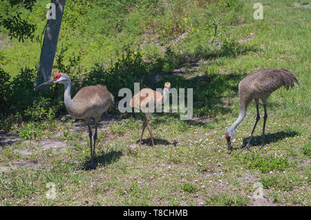 Photographie de paysage Floride dune nourriture parents adultes Alimentation Vert Pelouse jeune oiseau Poussin juvénile qui se tenait à côté de lui à l'avant Banque D'Images