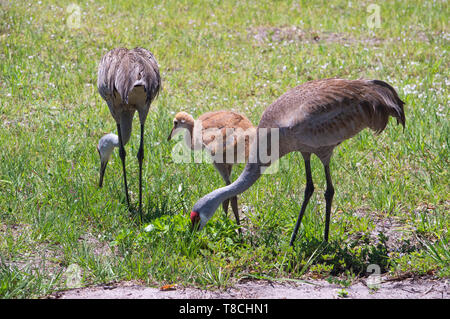 La grue du Canada Poussin Montres comme parent adulte fourrages pour nourrir les oiseaux nourriture extérieures à proximité de la faune Oiseaux Ornithologie printemps Nature Photo Banque D'Images