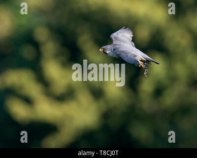 Le faucon pèlerin (Falco peregrinus) retourner au nid avec des proies pour c'est jeune, Bristol, Avon Gorge Banque D'Images