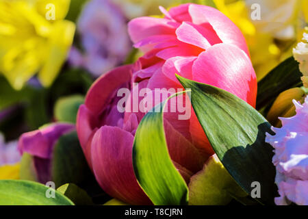 Close-up d'une pivoine rose pas encore pleinement épanouis, dans le cadre d'un arrangement de fleurs colorées Banque D'Images