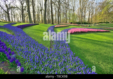 Photographié dans le Keukenhof jardin tulipes en avril 2019, la floraison des tulipes, muscari et jacinthes fleurs forme lanes Banque D'Images