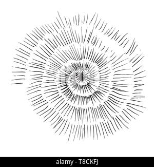 Noir blanc illustration d'une coquille d'escargot pétrifié. Illustration de Vecteur